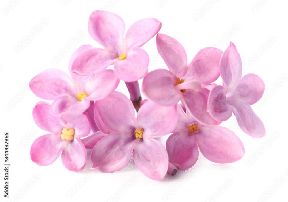 Beautiful lilac flowers on white background Beautiful lilac flowers on white background