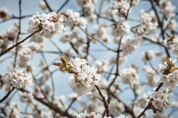 Papier peint photo  cherry tree blossom  © PHOTOLIFESTYLE