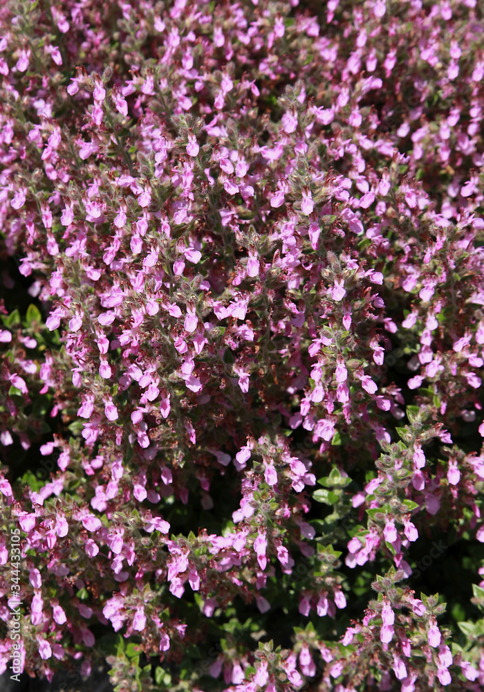 Teucrium lucidrys