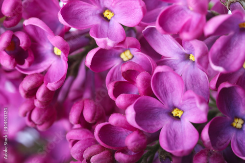 Beautiful lilac flowers as background  closeup