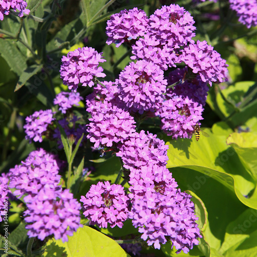 Verbena rigida photo