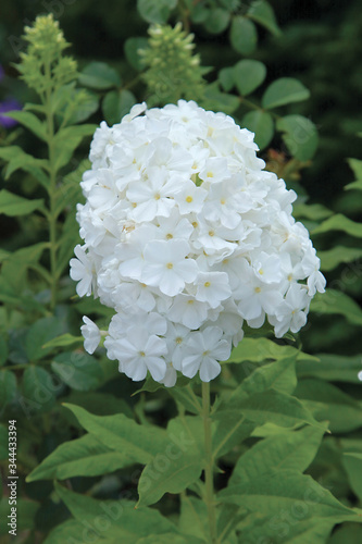 Phlox paniculata blanc