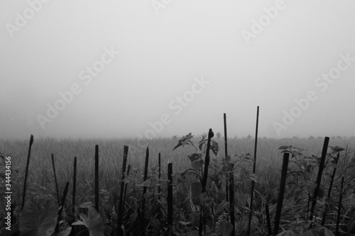 misty morning on the paddy fields black-white photo