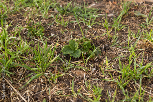 Young strawberry seedling in the sandy soil