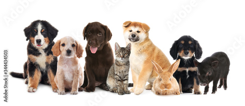 Collage with different adorable baby animals on white background. Banner design