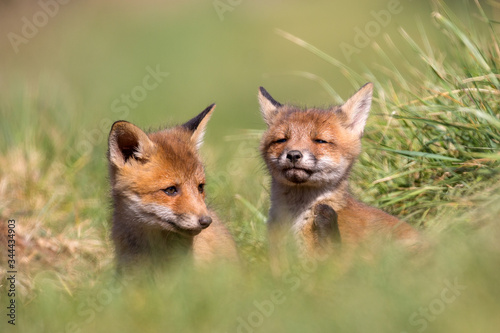red fox in the wild © Orosz György Photogr