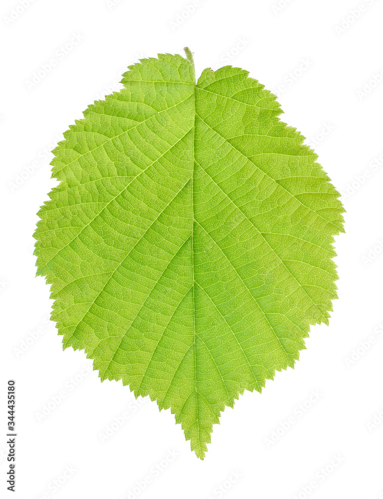 green leaf of hazelnut tree isolated on white green leaf of hazelnut tree isolated on white