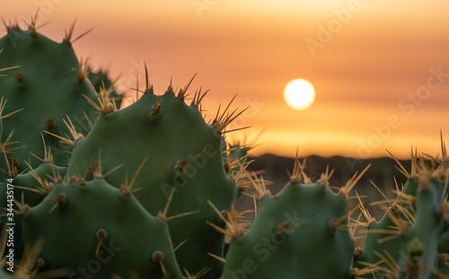 Cactus in the foreground with sunset background