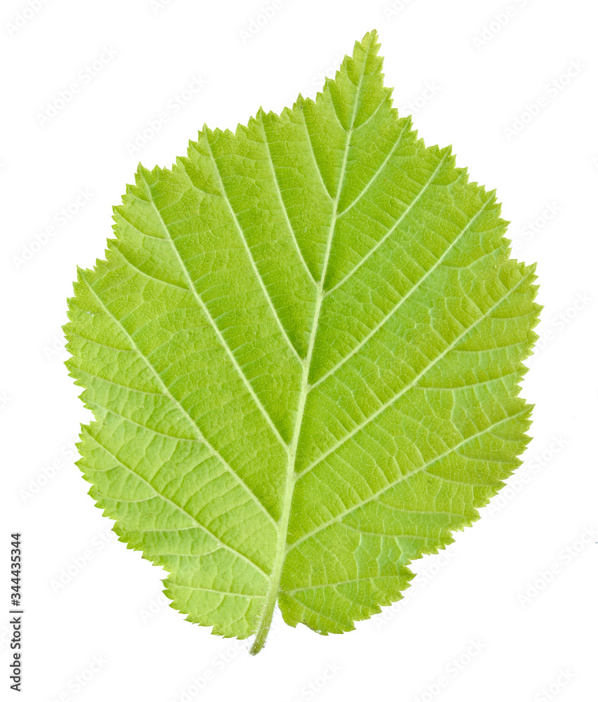 Fototapeta premium Green leaf of hazelnut tree (backside of) isolated on white background