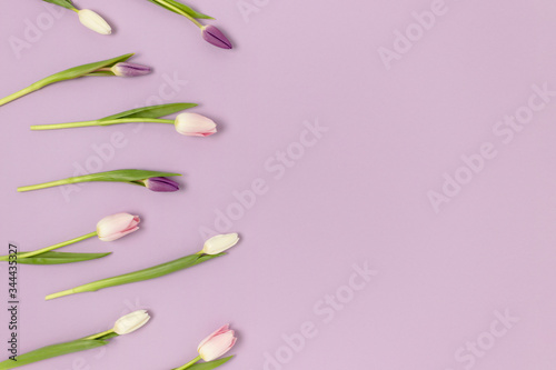 Frame made of tulip flowers on a purple background. Monochrome festive concept with copy space.