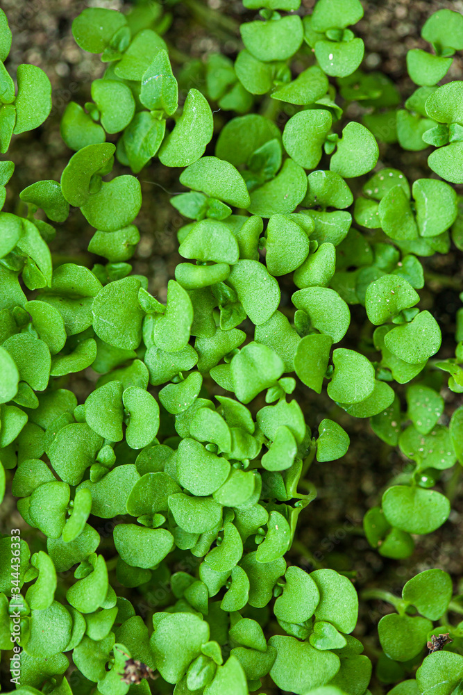 Fototapeta premium young sprout growing up in seedling tray