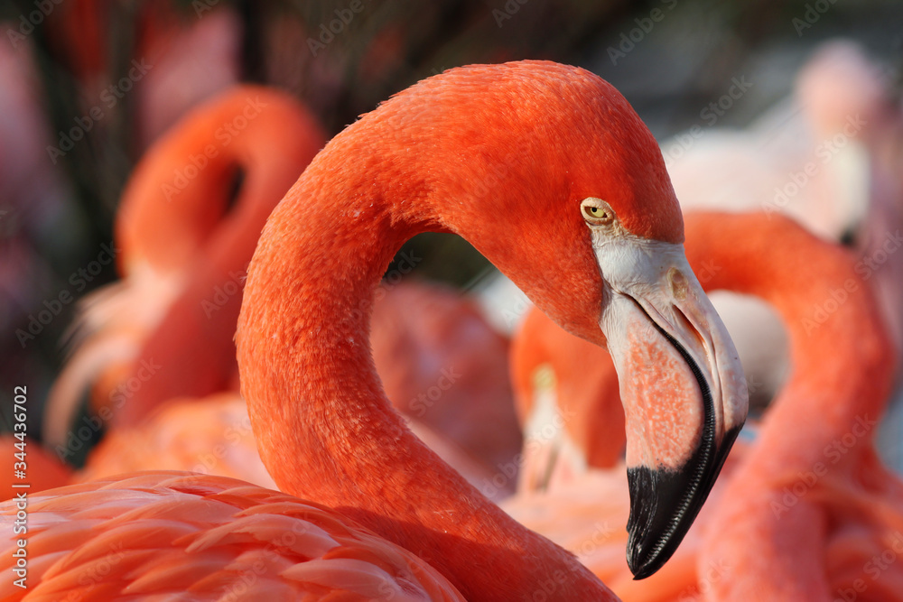 Fototapeta premium close up of a flamingo