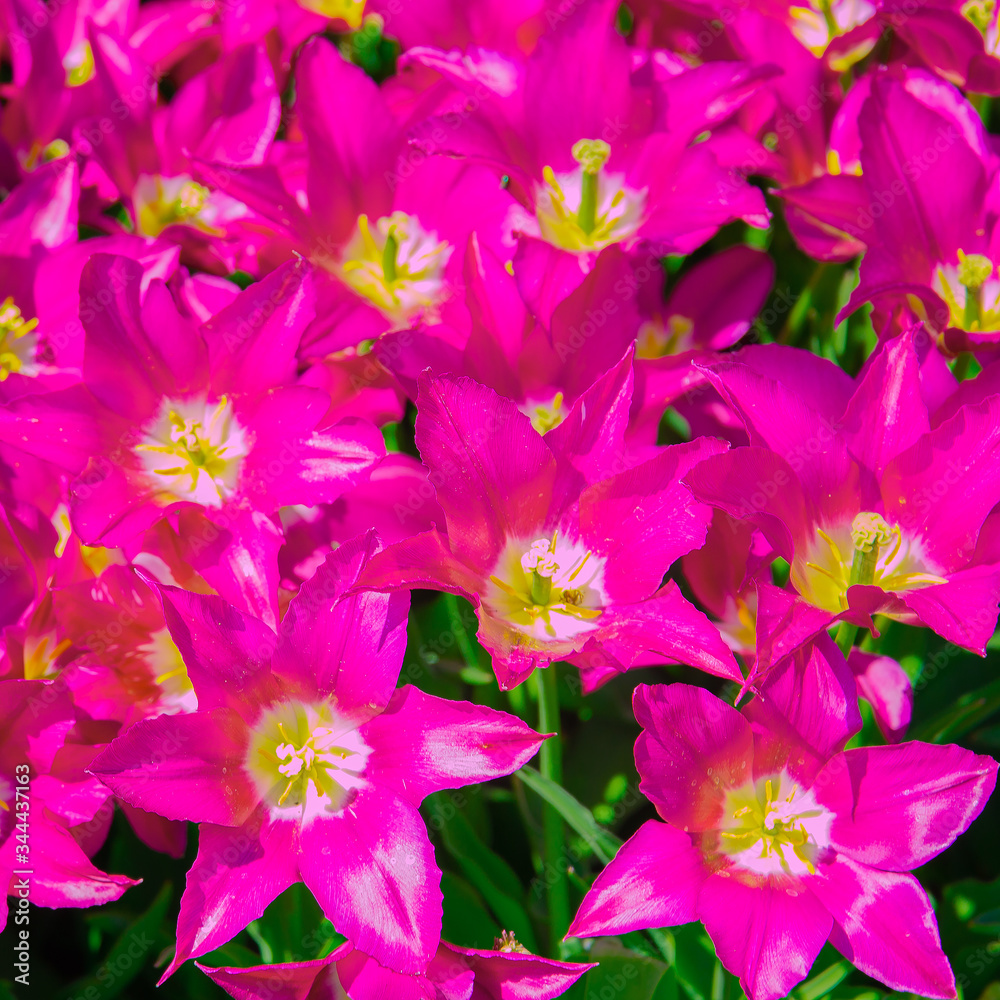 Aesthetics wallpaper flowers. Tulip pink blooming mood