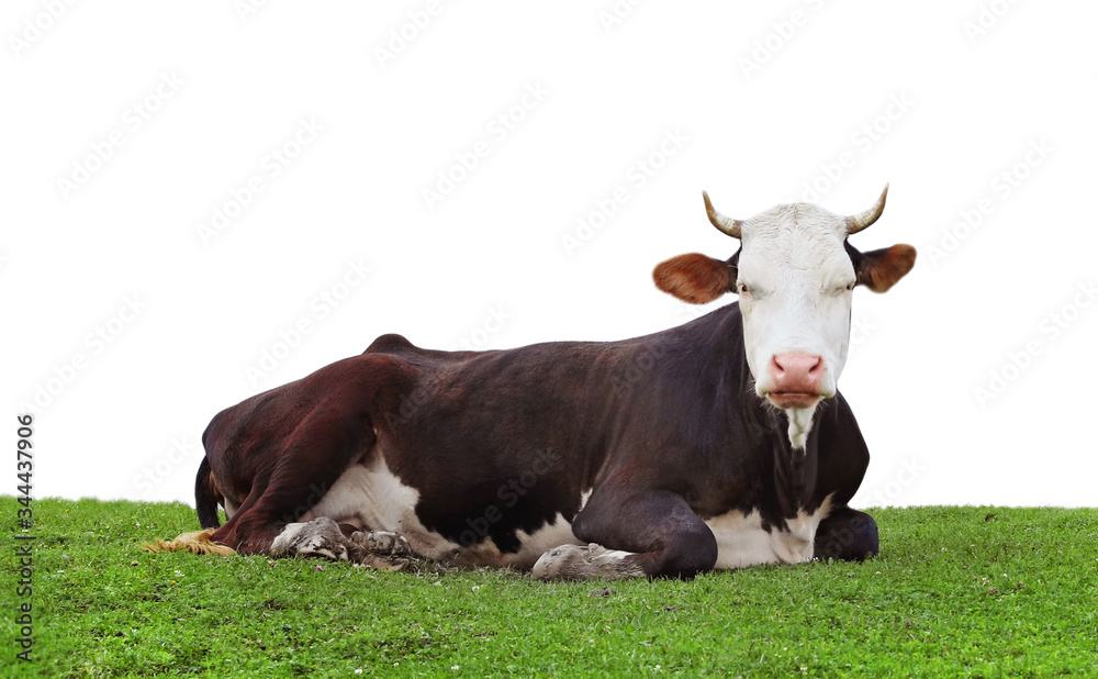 Beautiful cow resting on green grass against white background. Animal husbandry Beautiful cow resting on green grass against white background. Animal husbandry