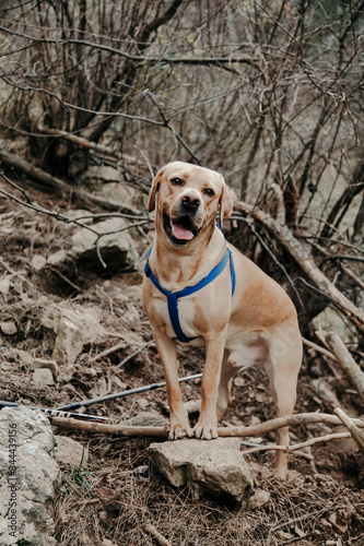 Labrador dog in the forest in autumn. Active pets concept.  © Elena