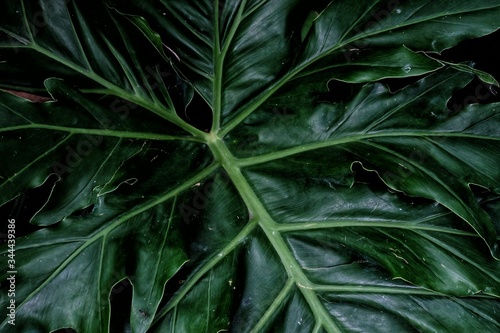 Close up a large tropical caladium leaf with dark lighting background 