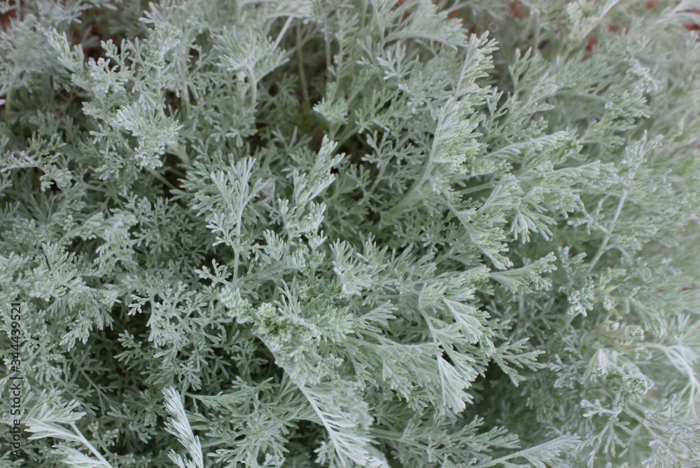 Gray grass close-up. Wormwood, a medicinal plant. Silver wormwood.