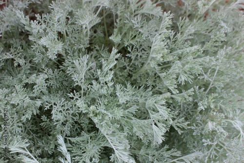 Obraz na płótnie Gray grass close-up. Wormwood, a medicinal plant. Silver wormwood. w salonie