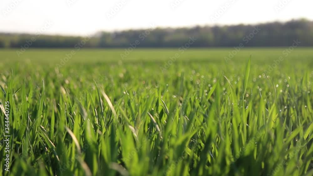 green wheat in the field at sunrise. Panned shot of fresh green wheat field with dewdrops at sunrise green wheat in the field at sunrise. Panned shot of fresh green wheat field with dewdrops at sunrise