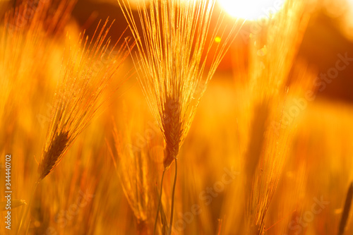 Barley field at sunset light