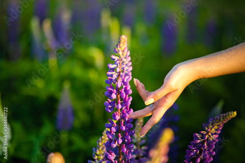 Fototapeta Naklejka Na Ścianę i Meble -  The hand of a girl with a ring touches purple flowers lupins. Close-up on a Sunny summer day. Beautiful bright summer background with lupines and a girl hand.