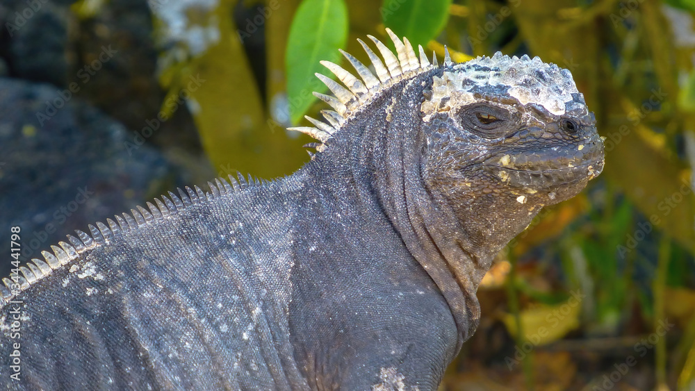 Fototapeta premium Black iguana marina in Galapagos Islands