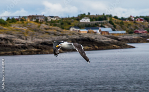 gull in norway on the coast of a island with a village in the background