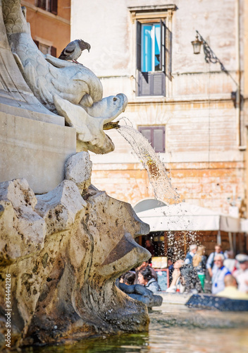 Marble fountain on piazza della rotonda in Rome  dove sitting on fountain. Italy.