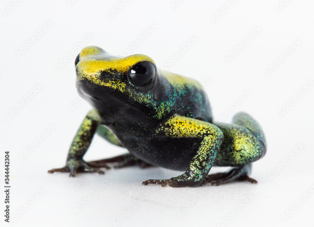 Fototapeta premium Terribilis mint frog