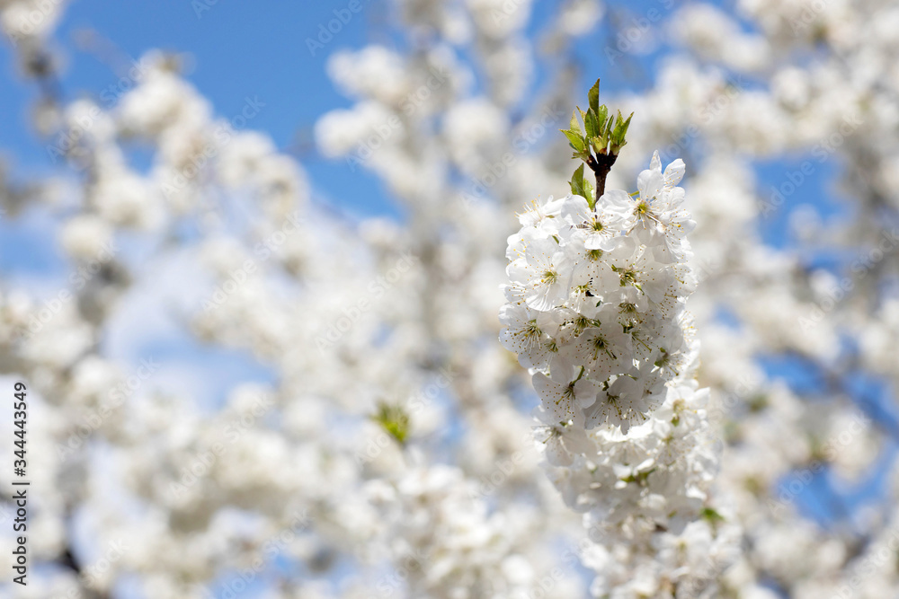 Spring white blossom against blue sky. White cherry blossom branch. Soft focus. White textured background. Blossoming branches of a cherry tree in sunlight, against a blue sky, Spring white blossom against blue sky. White cherry blossom branch. Soft focus. White textured background. Blossoming branches of a cherry tree in sunlight, against a blue sky,