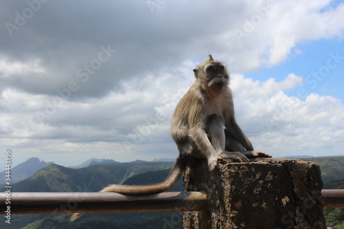 monkey