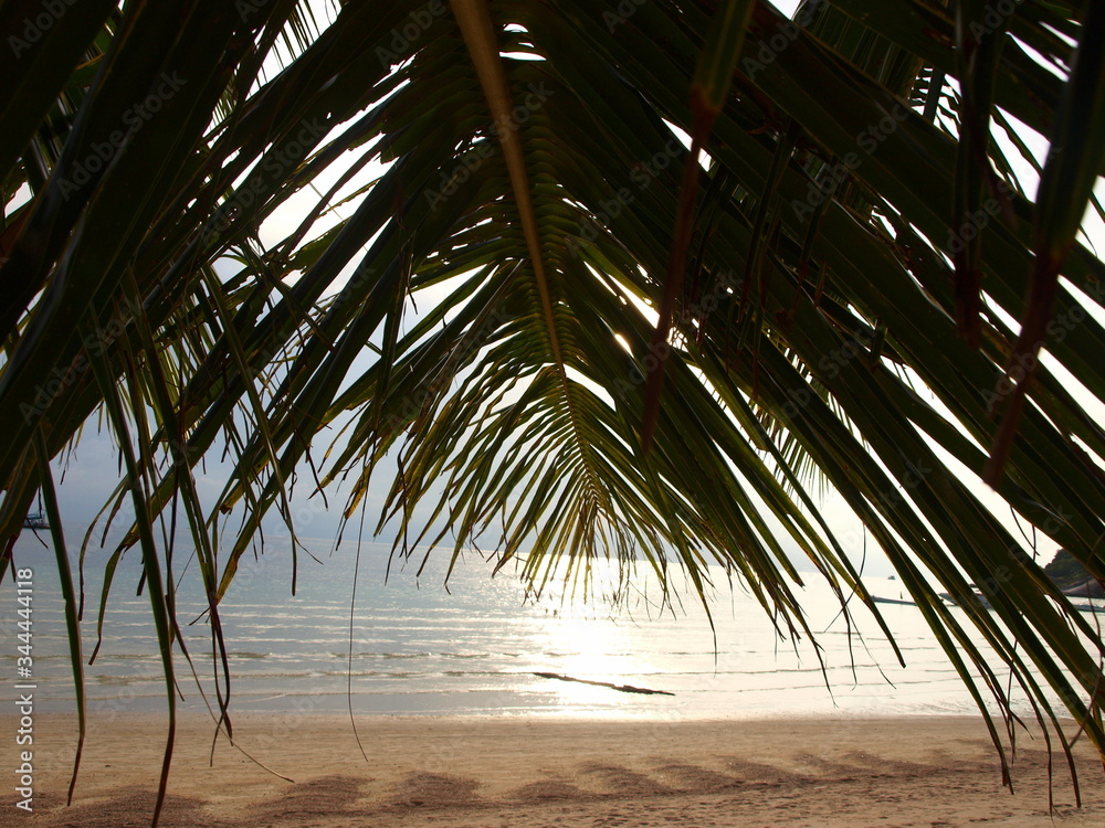 View of the sea and the beach through palm leaves