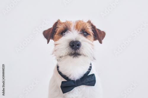 jack russell terrier interior