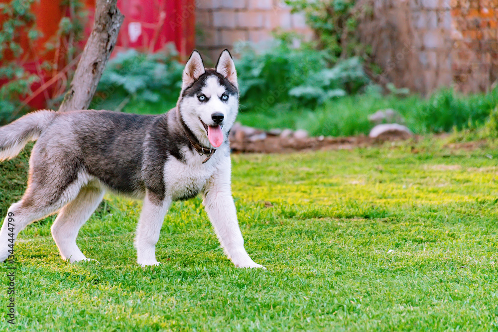 Husky puppy plays in the garden