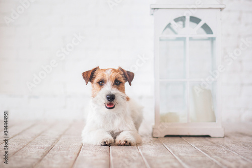 jack russell terrier interior