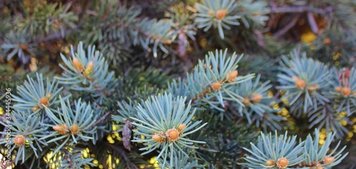 Branches of blue spruce close-up. Blue christmas tree with little cones. Background from coniferous branches. Clean air concept.