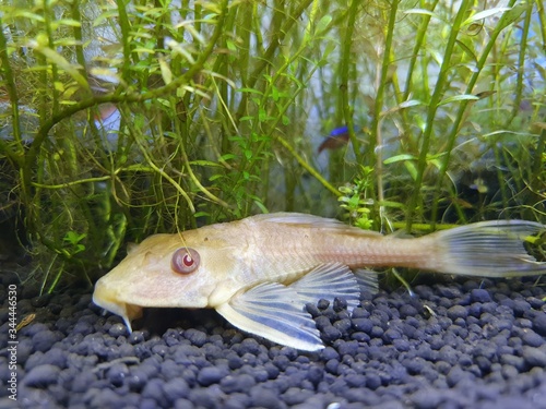 Hypostomus plecostomus or Orinoco sailfin catfish