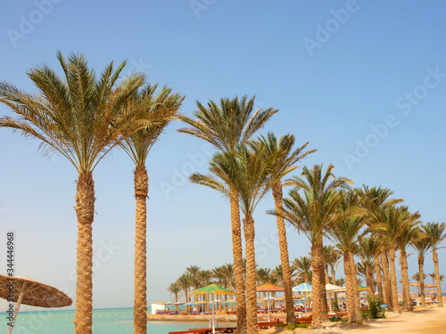 A row of palm trees on the beach by the sea