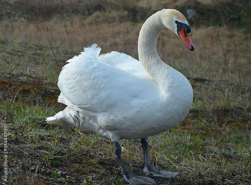 Obraz premium Big white swan walks across the field