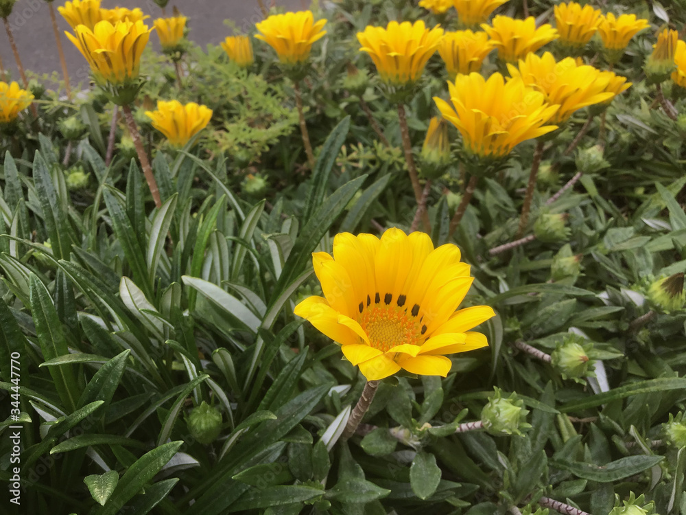 Fototapeta premium Lots of yellow treasure flowers