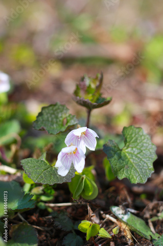 white pink small stripped forest flowers