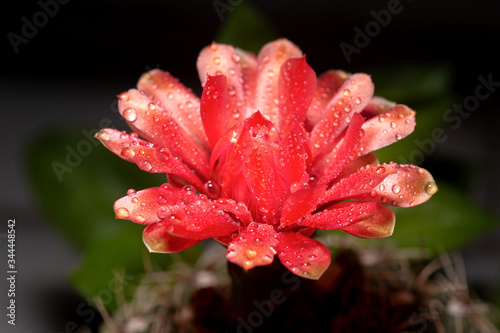 Flowers of red cactus and water droplets