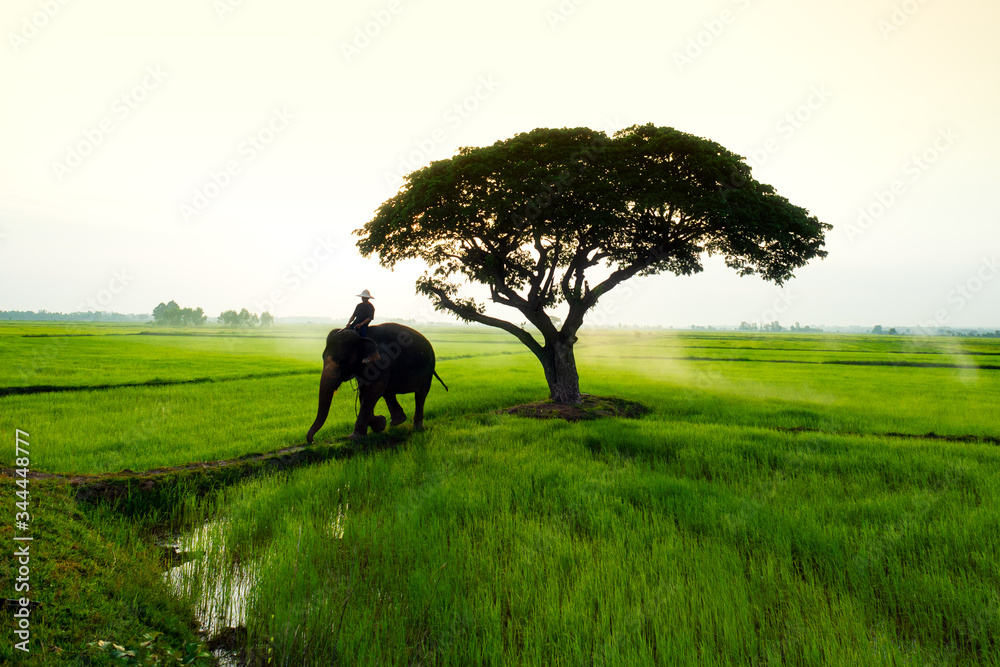 Elephants and people raising in the fields Elephants and people raising in the fields