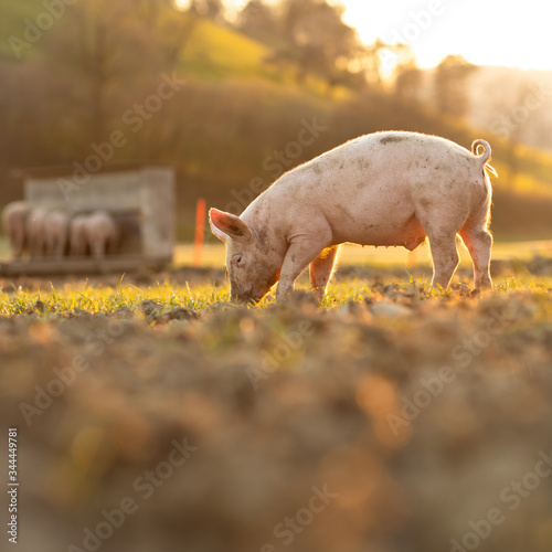 Canvas Print Pigs eating on a meadow in an organic meat farm - wide angle lens shot