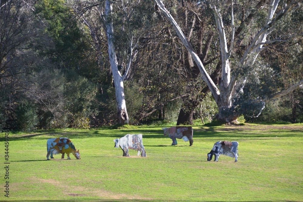 Tin cows in a meadow with gum trees Tin cows in a meadow with gum trees