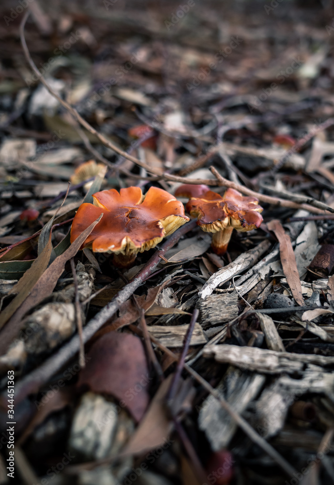 Mushrooms in the forest