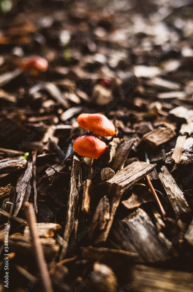 Mushrooms in the forest Mushrooms in the forest