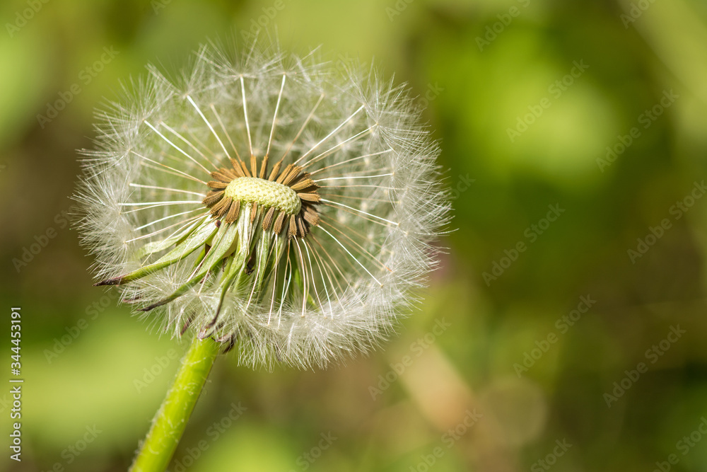 Fototapeta premium Closeup macro shot of beautiful blowball dandelion flower in spring