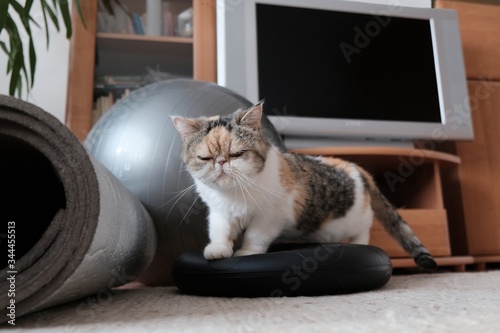 A small kitty is standing on sensorimotor cushion (disk), next to a large exercise ball and foam pads (fitness equipment). This is Exotic cat breed. It is similar to a Persian cat, but has short hair. photo