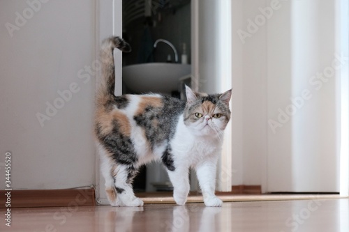 A small kitty in heat is standing with her tail raised in the apartment. This is the Exotic cat breed. It is similar to a Persian cat, but has short hair.